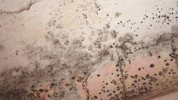 Why You Should Choose Our Mold Remediation Services in Demopolis, AL